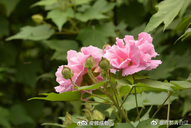 芙蓉代表什么意思