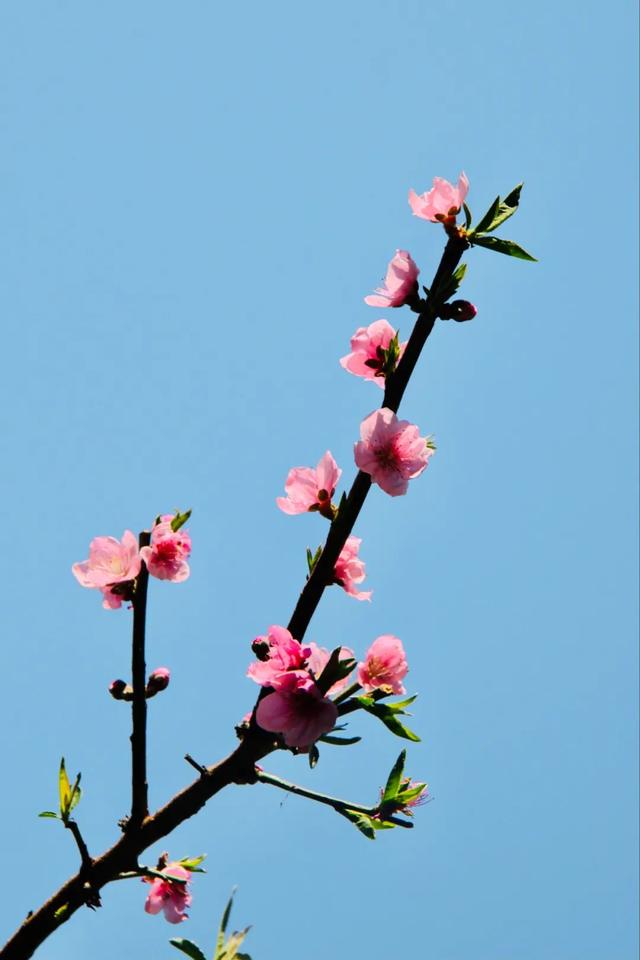 关于桃花的唯美句子，桃花盛开的优美诗句？