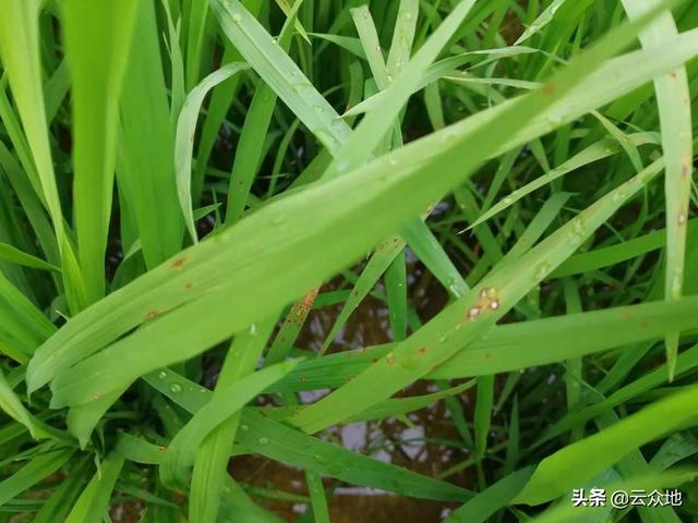 防治水稻病害，用吡唑醚菌酯、肟菌酯、嘧菌酯及其复配哪个好？