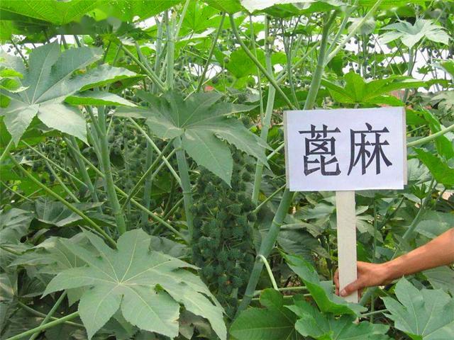 蓖蓖麻植物有毒吗
