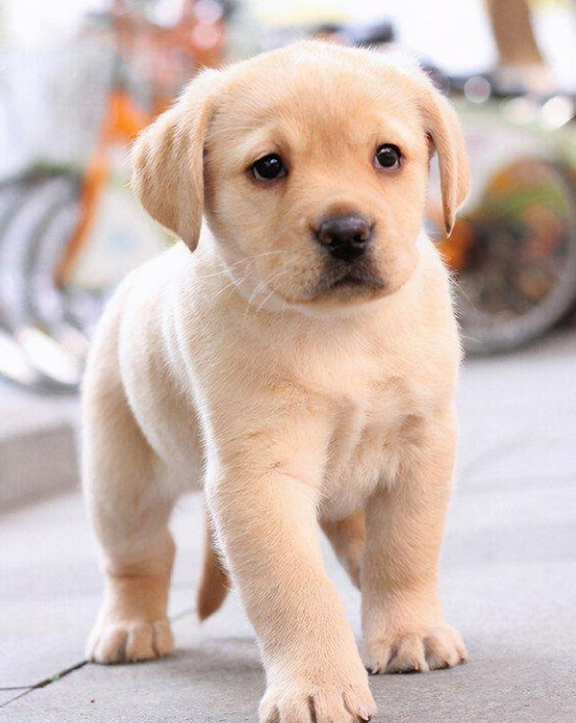 什么宠物狗好喂养(狗的喂养方法和时间)-艾拉养犬