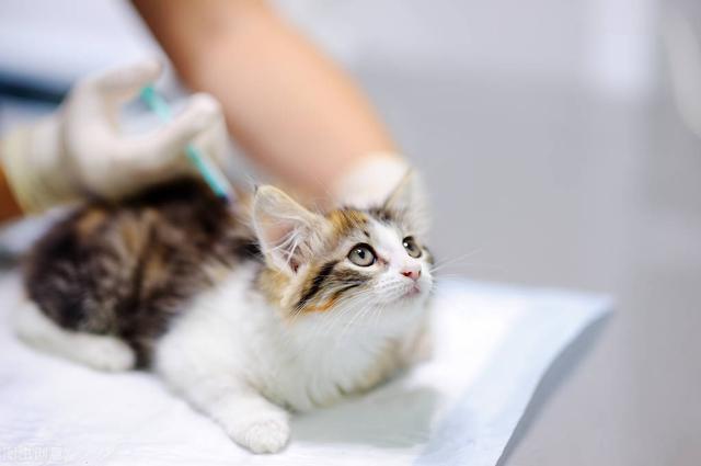 demo 猫抓了一下出了点血要打疫苗吗  三个月猫抓了一下出了点血要打疫苗吗 动物