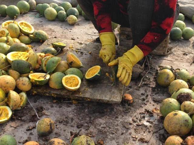 吊瓜子是什么吊瓜子是什么瓜图片