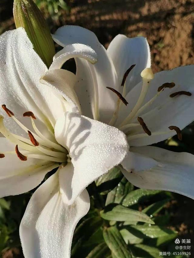 走进紫晨广场：文/李生财，图/郭翠枝