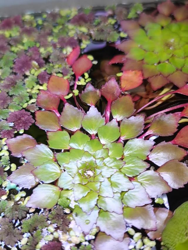 水植物