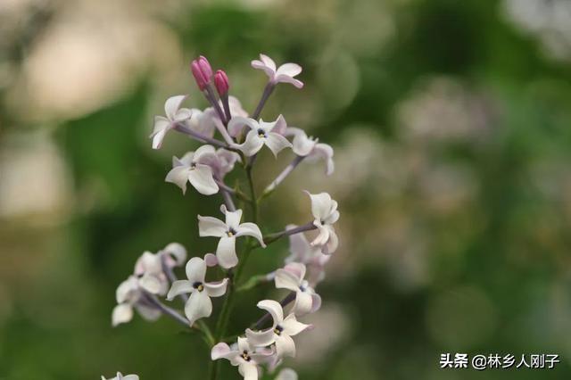 丁香花几月开