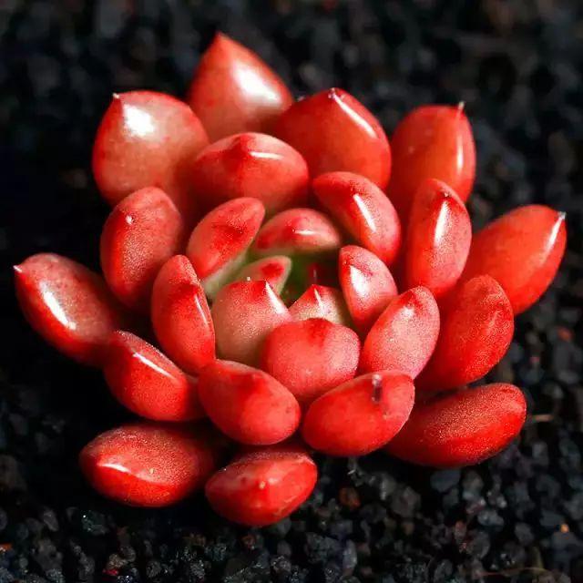 多肉植物图谱 多肉植物图谱