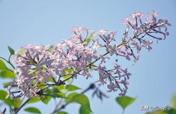 花叶丁香