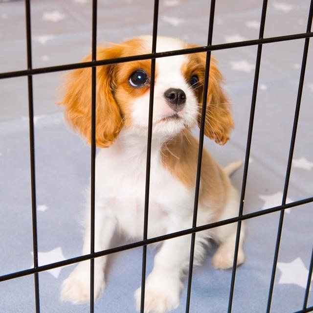 可卡犬图片