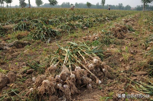 种植大蒜出现干尖叶是怎么回事5