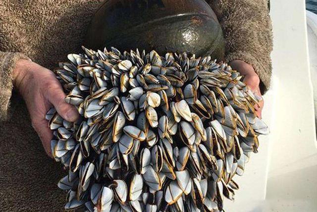 观音手(观音手拿玉净瓶) 资讯 第5张