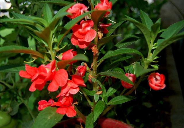 又到鳳仙花開時 Kks資訊網