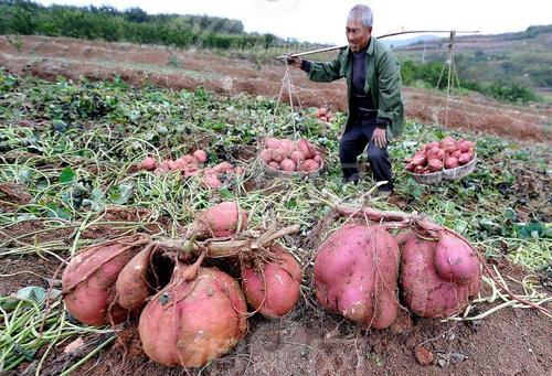 农民种红薯，如何科学防除红薯田杂草？