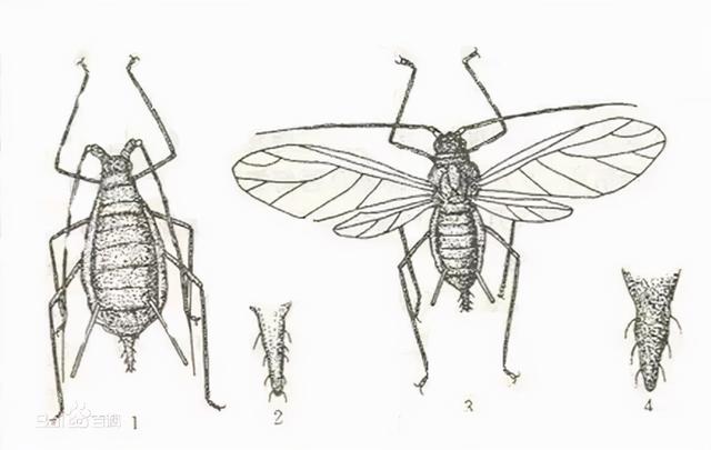 能变色、还能自身进行光合作用的蚜虫！该怎么防治？1