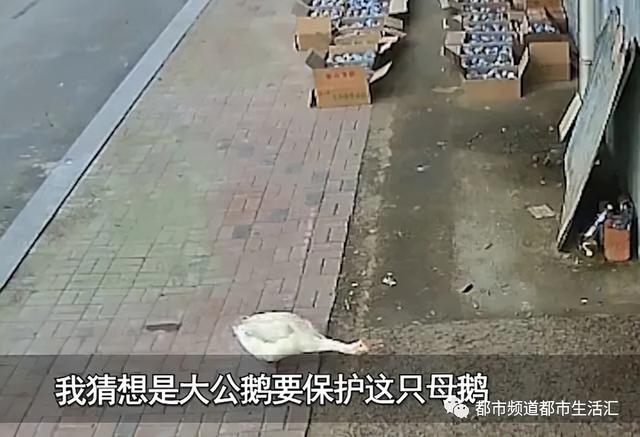 见一次咬一次！女主人拿走鹅蛋被公鹅记仇大半年，网友：农村一霸不是浪得虚名