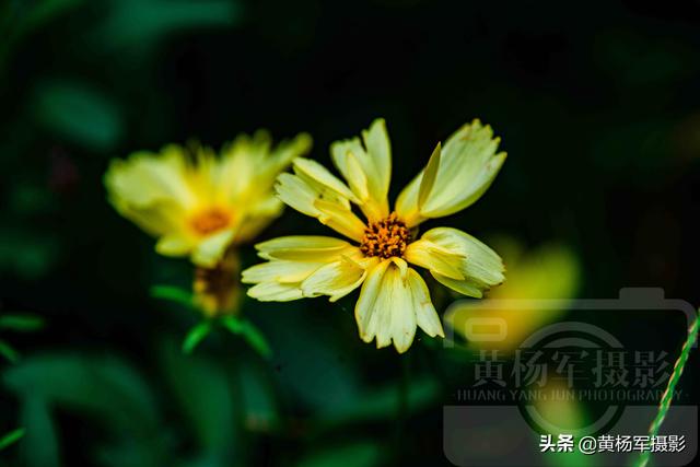 发现金鸡菊绚烂怒放的美 淡雅迷人 金黄多姿的菊科花卉很漂亮 太阳信息网