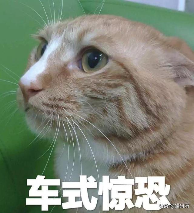 巧克力猫