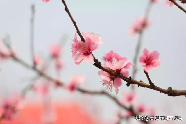 桃花流水是什么生肖