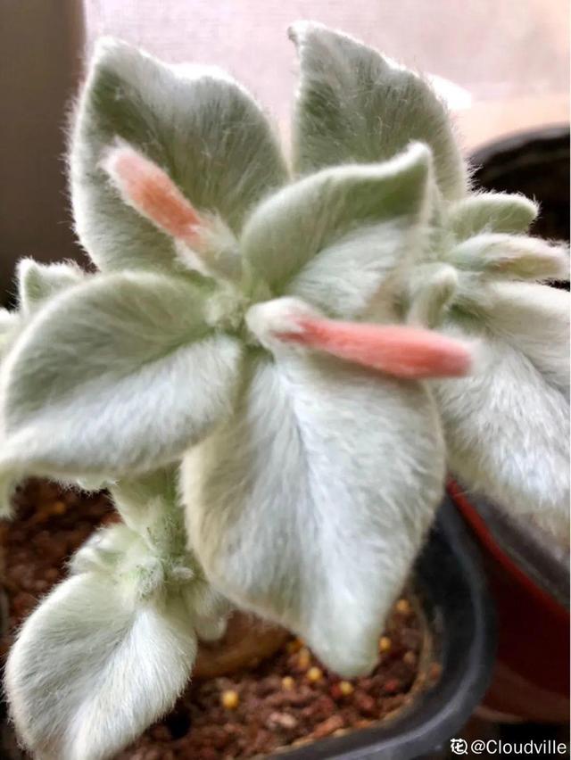 树萝卜 树萝卜（树萝卜下山桩怎么养） 生活