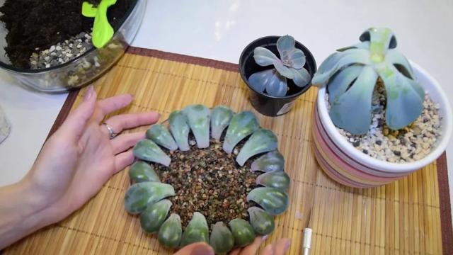 多肉繁殖 多肉繁殖（广寒宫多肉繁殖） 生活