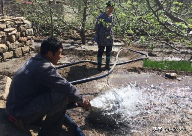 李子树全年浇水很关键，掌握好正确的浇水方法，才能促进李子丰产4