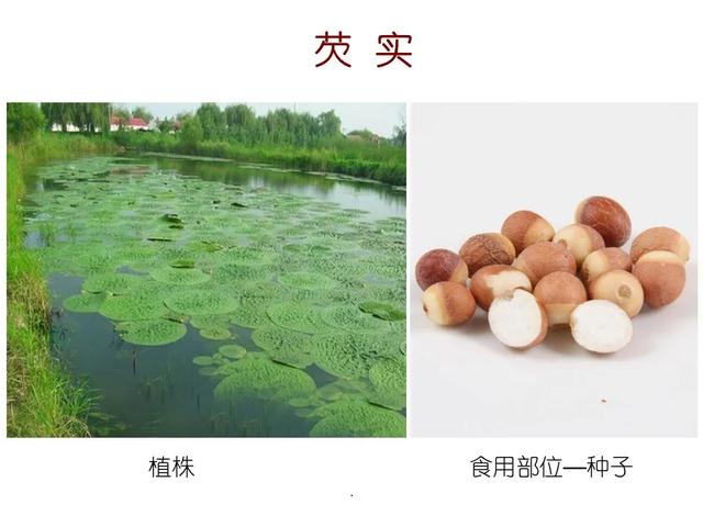 水生植物