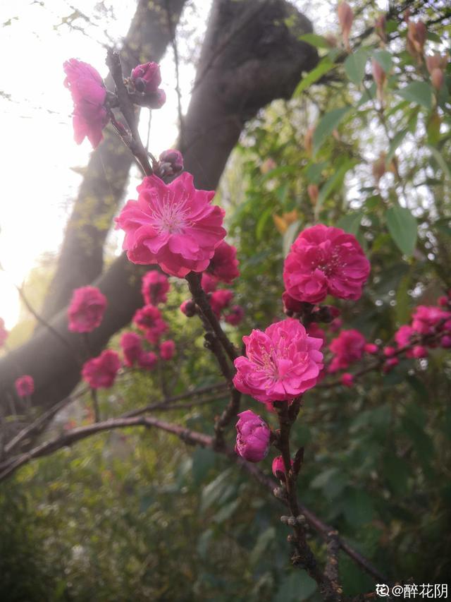 花卉名称