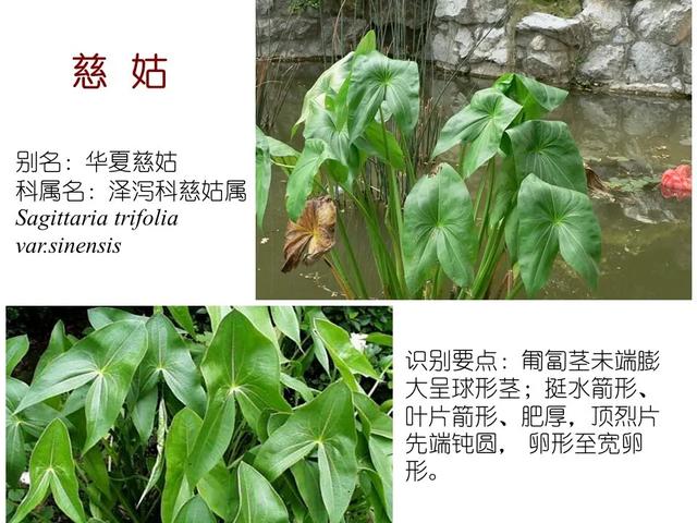 水生植物种类 水生植物种类（水生植物100种） 生活