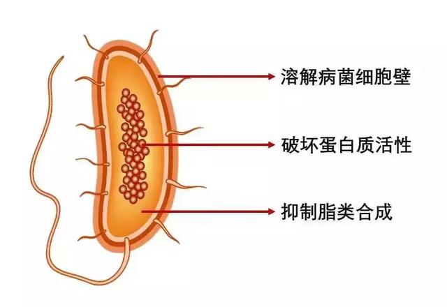 细菌性病害日渐猖獗，你会挑选杀菌剂吗？11