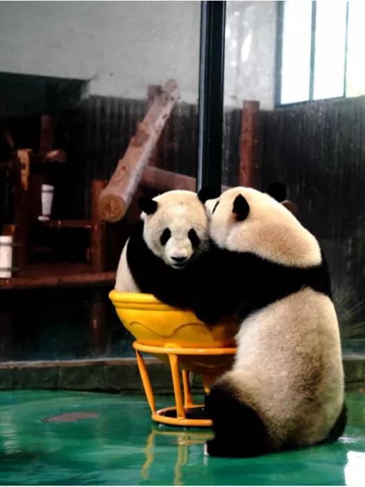 神奇動物在哪裡 請收好這份長三角動物園地圖 Kks資訊網