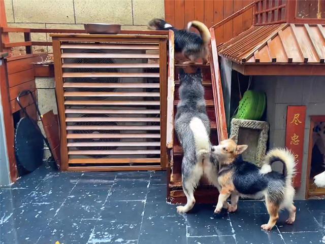 自己动手做小狗的房子(自制一个小狗房子)-艾拉养犬