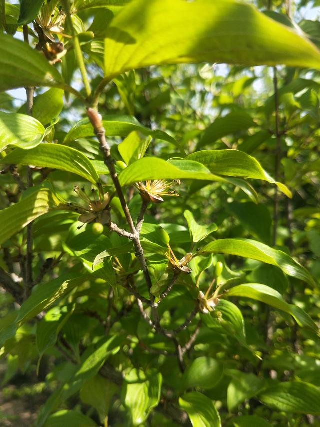 山茱萸图片