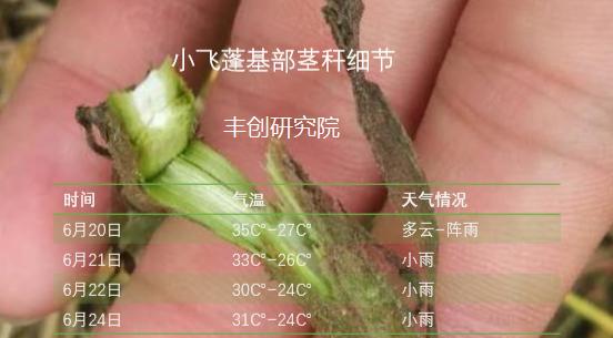 杂草总是打不完？用啥除草剂？草铵膦真的神奇吗？记住3个小配方9