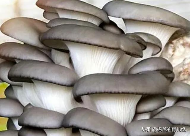 简单好吃的平菇素肉条，外脆里嫩，鲜香味美，孩子爱吃的美食