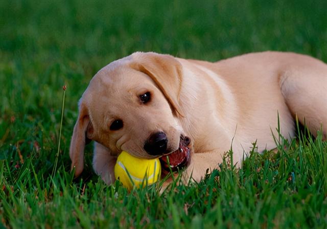 狗狗食欲不振怎么办（狗狗食欲不振怎么回事）