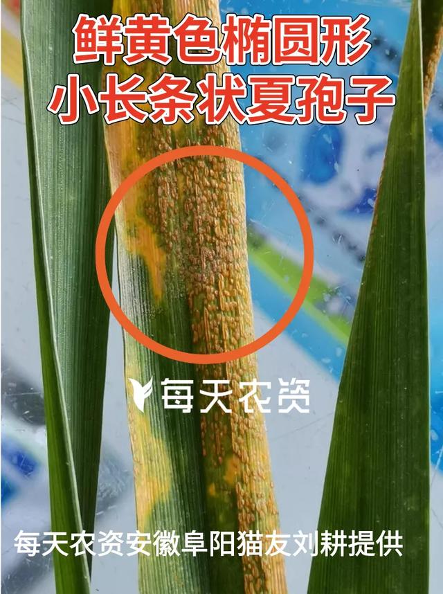 哭！近期麦苗大片大片发黄，怎么补救？5大原因必看13