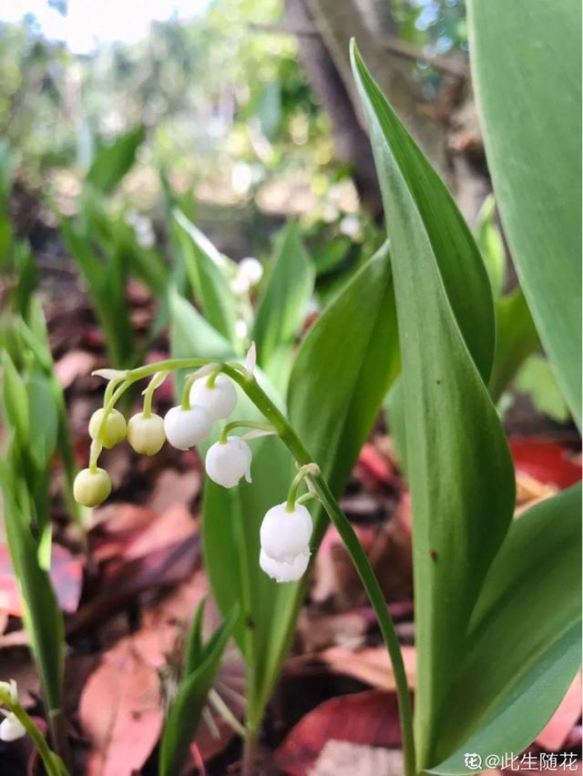 铃兰花 铃兰花，铃兰花语 生活