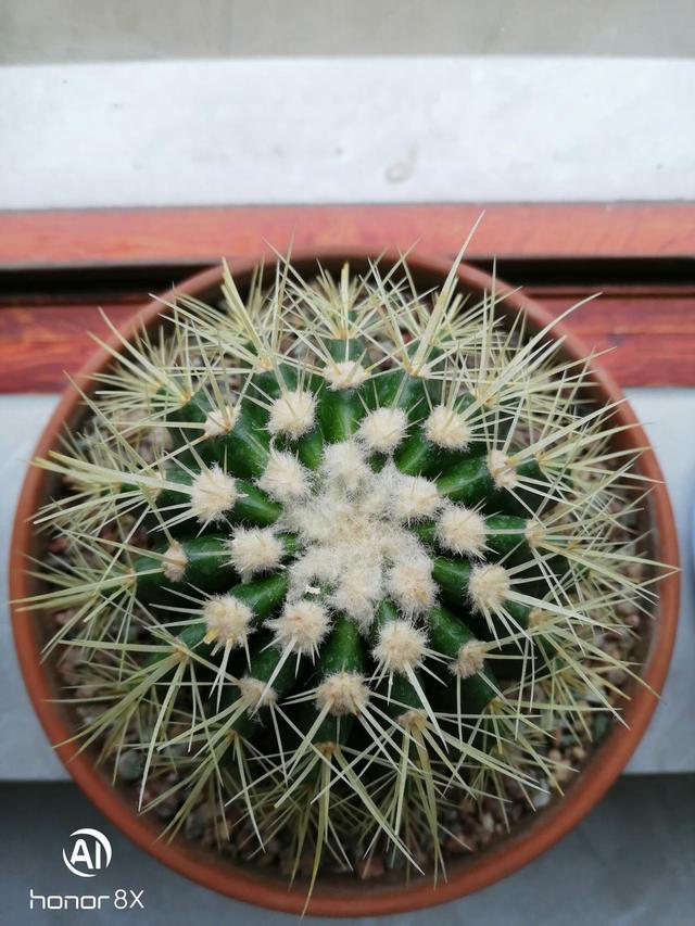 花卉名称