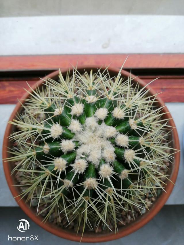 花草图片 花草图片（花草图片高清） 生活