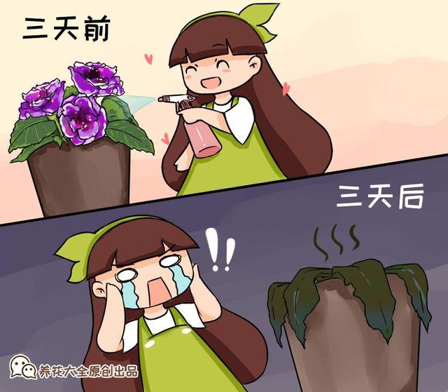 花叶子发黄