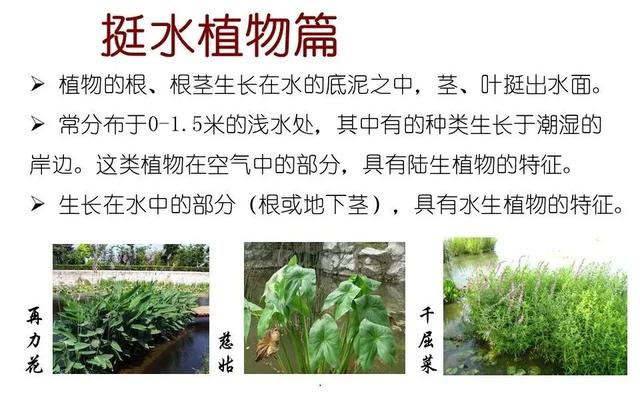 水生植物种类 水生植物种类（水生植物100种） 生活