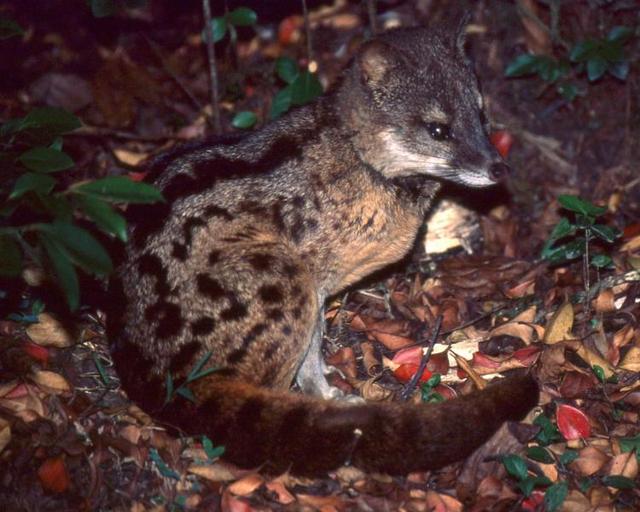 自然界中交尾时间最长的动物是什么 不是说越快生存几率越大吗 新闻时间