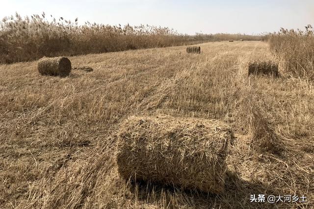 28岁小伙生财有道，雇机器黄河滩里割荒草，日收4吨可挣千元5