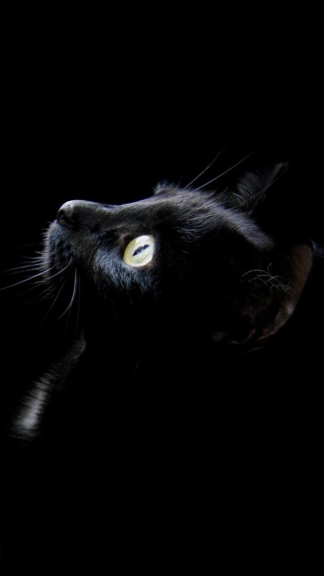 抖音很火的猫壁纸抖音网红星狗壁纸