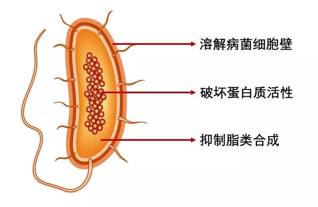 春雷霉素+大蒜素，防治细菌性病害黄金搭档7