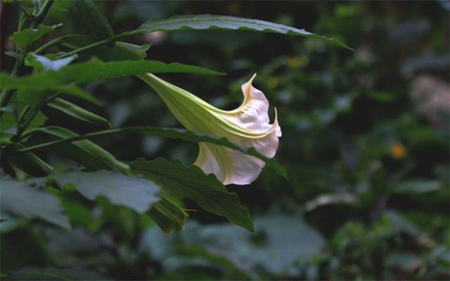 曼陀罗花语