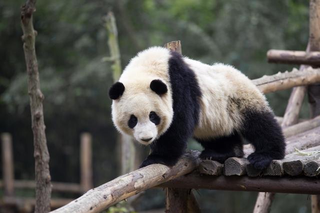 熊猫的特点和生活特征 熊猫的特点和生活特征（大熊猫的特点和生活特征） 动物