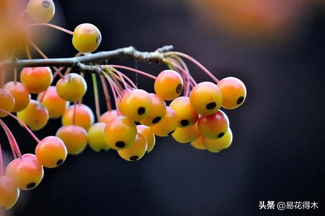 变叶海棠