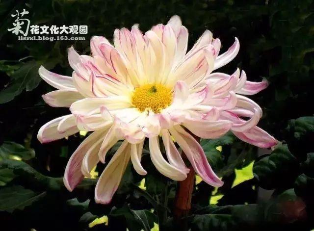 菊花的颜色