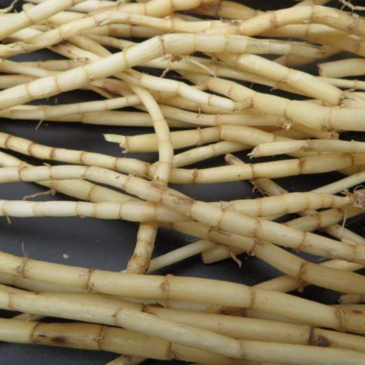 中药古今研究：白茅根